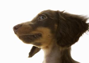 犬用ノンシリコンシャンプーならこちらへ