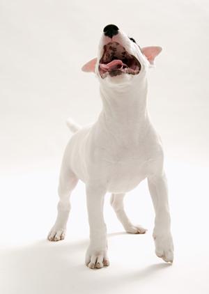 愛犬の良さを引き出してくれるところ