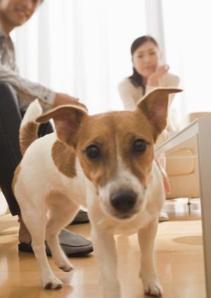 秦野で信頼できる動物病院を見つけるための完全ガイド