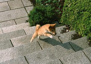 犬長期預かりが可能な老犬ホーム