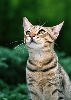 愛犬の健康と国産無添加ドッグフード