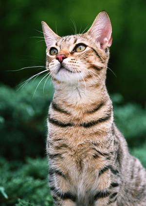 愛猫を守るなら横須賀の動物病院で